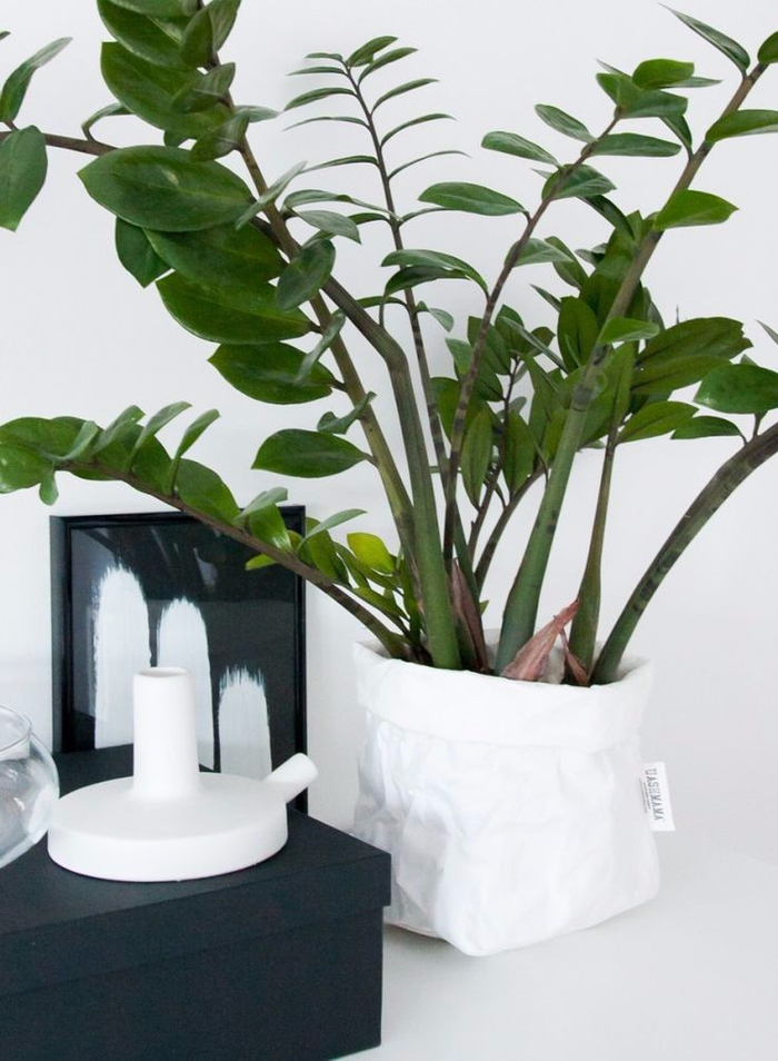 养花10多年总结的室内养花技巧，让新手也能养好花，避免叶黄