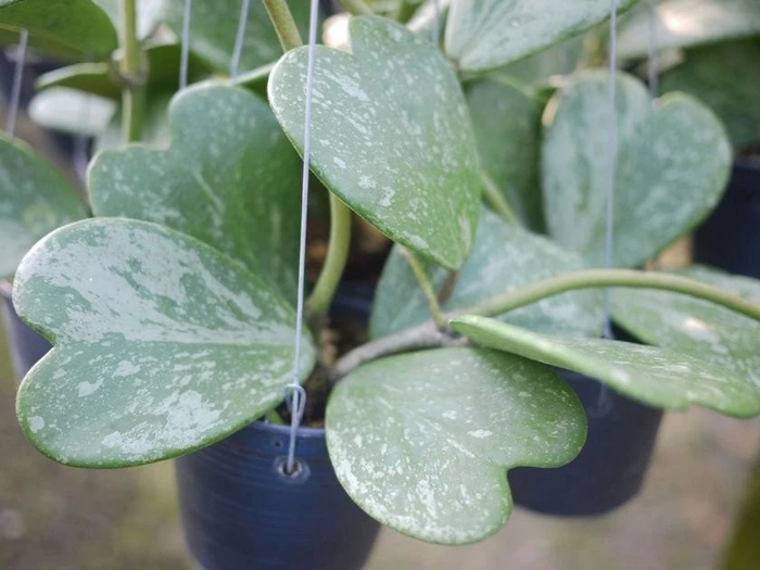 养花10多年总结的室内养花技巧，让新手也能养好花，避免叶黄