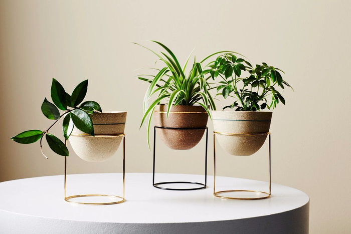 养花10多年总结的室内养花技巧，让新手也能养好花，避免叶黄