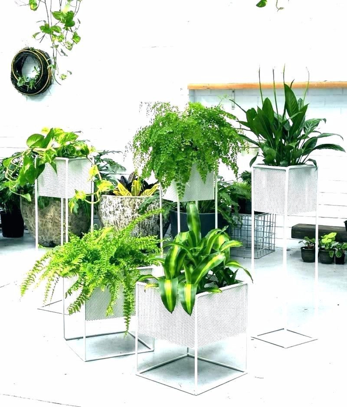 养花10多年总结的室内养花技巧，让新手也能养好花，避免叶黄