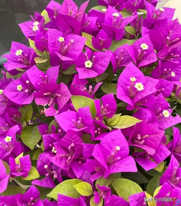 三角梅扦插“攻略”，有手就可以，成活率90%以上，很容易！