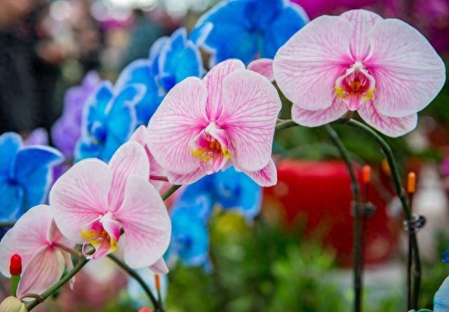 你知道哪些养花小知识呢？掌握这10个技巧，轻松打造家庭花园！