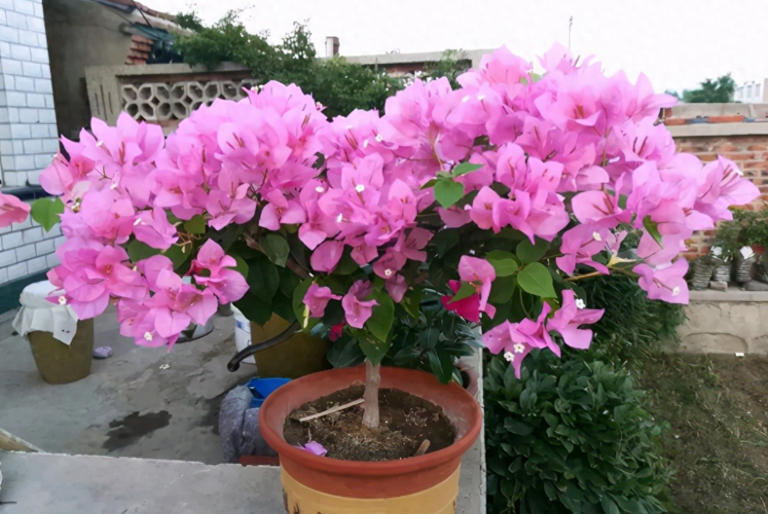 养花施肥别小瞧，做错一步黄叶烂根全找上门