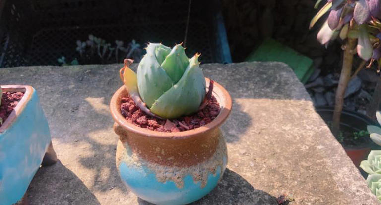 养花施肥别小瞧，做错一步黄叶烂根全找上门