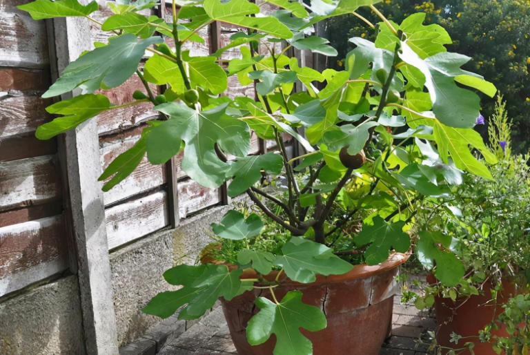 养花施肥别小瞧，做错一步黄叶烂根全找上门