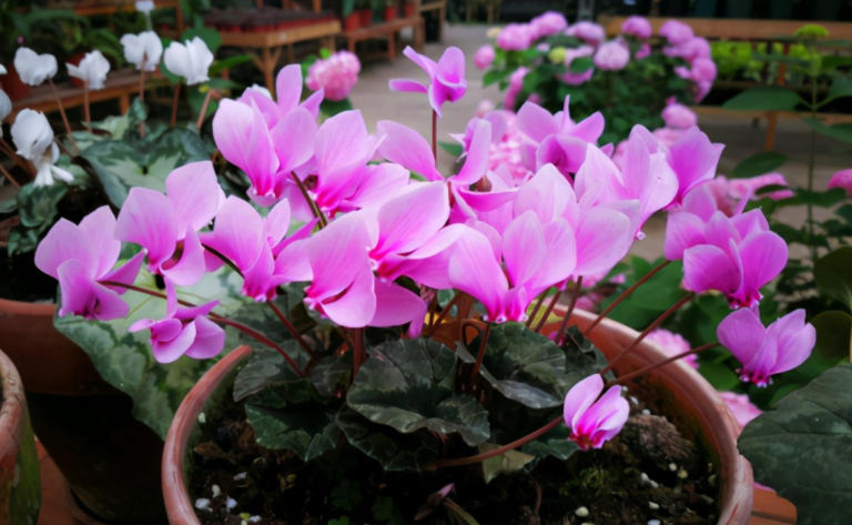 养花施肥别小瞧，做错一步黄叶烂根全找上门