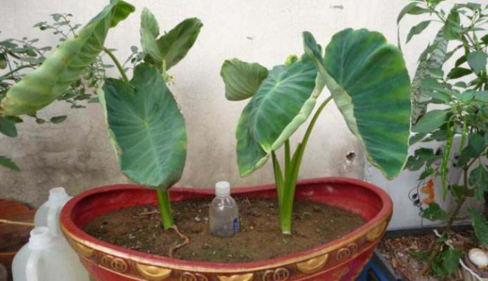 养花施肥别小瞧，做错一步黄叶烂根全找上门