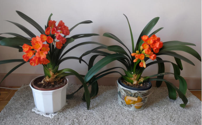 养花施肥别小瞧，做错一步黄叶烂根全找上门