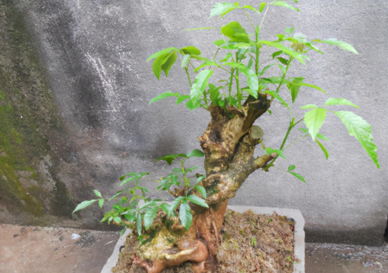 养花施肥别小瞧，做错一步黄叶烂根全找上门