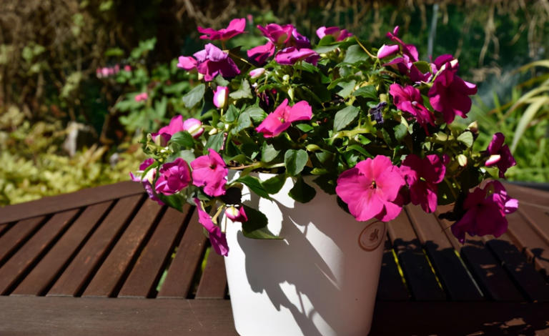 养花施肥别小瞧，做错一步黄叶烂根全找上门