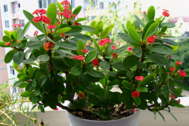 养花施肥别小瞧，做错一步黄叶烂根全找上门