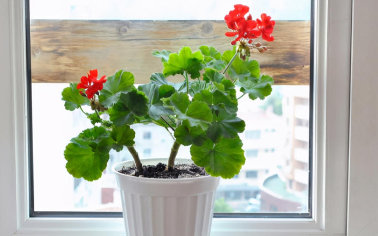 养花施肥别小瞧，做错一步黄叶烂根全找上门