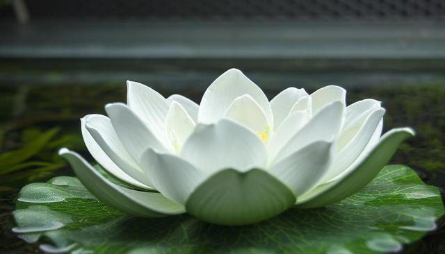 晚上睡不着？这4种植物试一试