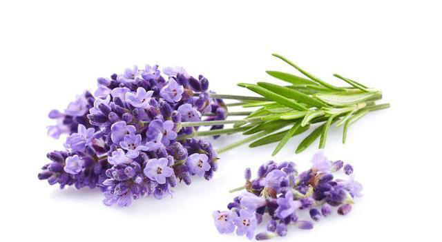 晚上睡不着？这4种植物试一试