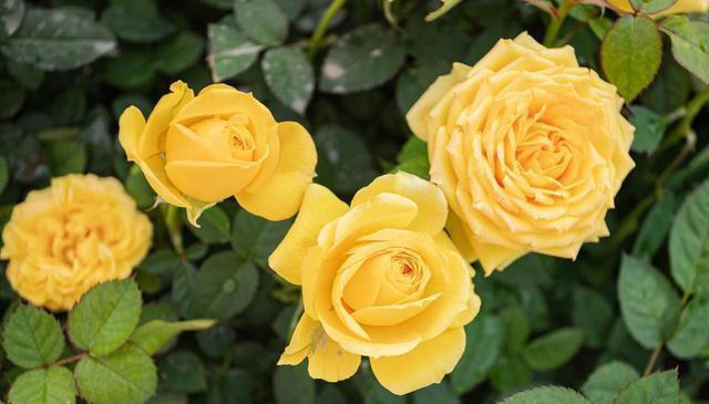 晚上睡不着？这4种植物试一试