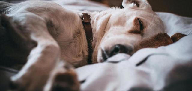 晚上睡不着？这4种植物试一试