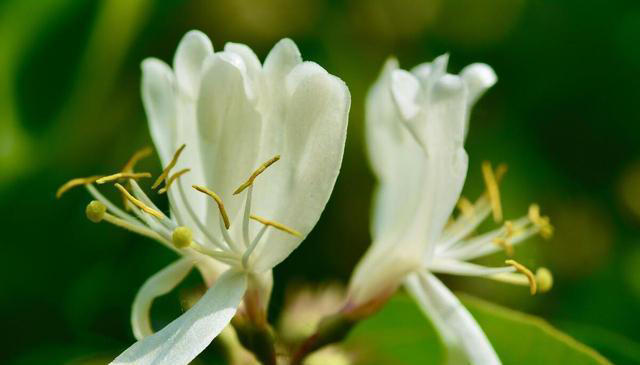晚上睡不着？这4种植物试一试