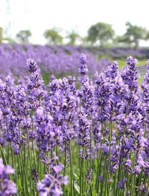 卧室摆上5种花，空气清新还能睡个安稳觉，你家养过几种？