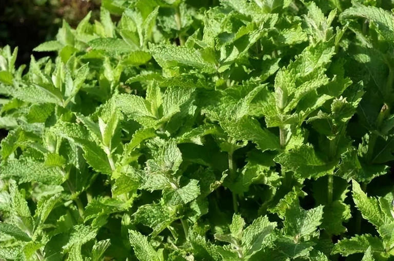 卧室摆上5种花，空气清新还能睡个安稳觉，你家养过几种？