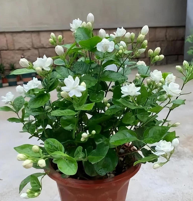 卧室摆上5种花，空气清新还能睡个安稳觉，你家养过几种？