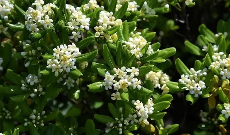 卧室摆上5种花，空气清新还能睡个安稳觉，你家养过几种？