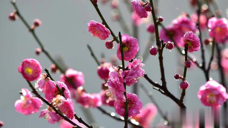 分享4种经典的漂亮花，香味浓郁惹人爱，你养了几种？