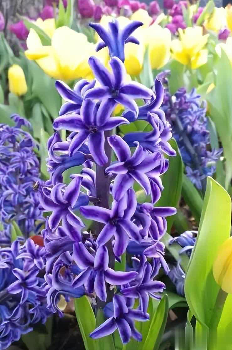 分享4种经典的漂亮花，香味浓郁惹人爱，你养了几种？