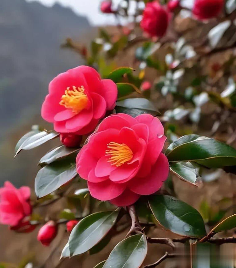 分享4种经典的漂亮花，香味浓郁惹人爱，你养了几种？