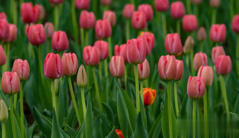 分享4种经典的漂亮花，香味浓郁惹人爱，你养了几种？