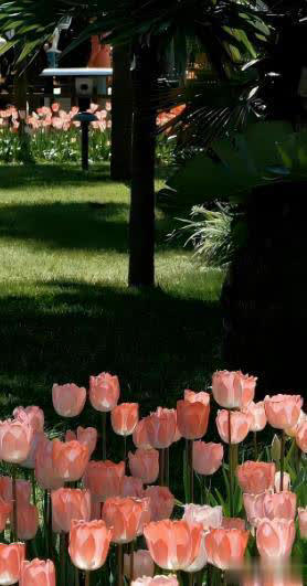 分享4种经典的漂亮花，香味浓郁惹人爱，你养了几种？