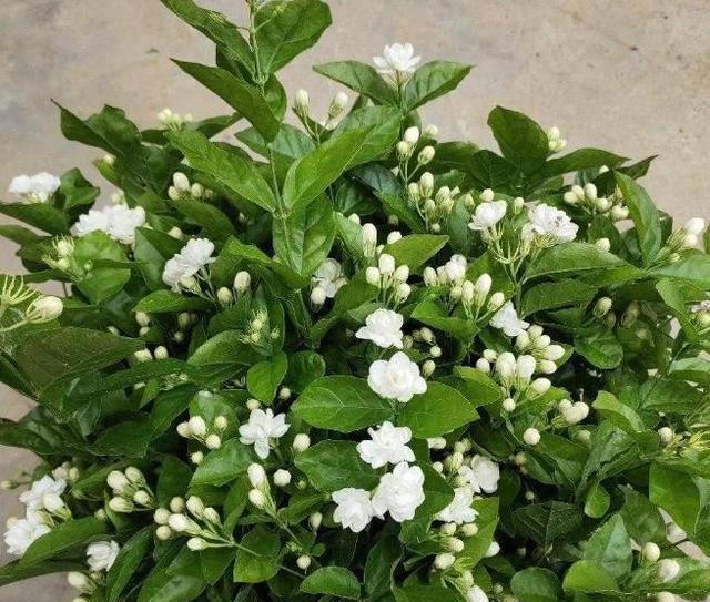 聪明人都喜欢的6种花，好养好看还健康，摆在家里空气好