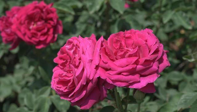 聪明人都喜欢的6种花，好养好看还健康，摆在家里空气好