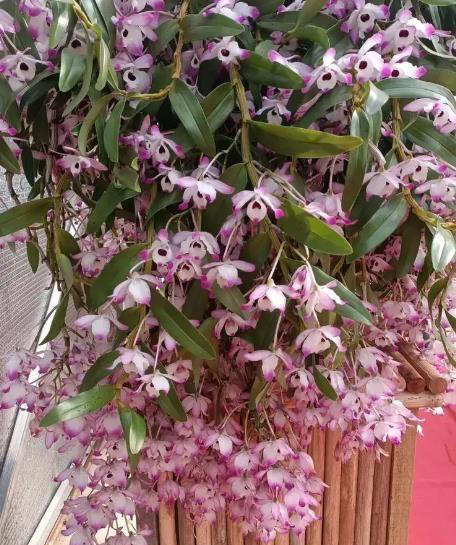 聪明人都喜欢的6种花，好养好看还健康，摆在家里空气好