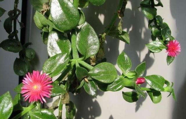 聪明人都喜欢的6种花，好养好看还健康，摆在家里空气好