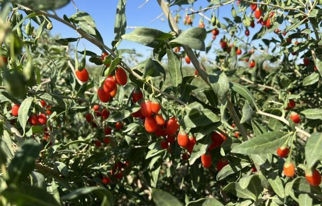 聪明人都喜欢的6种花，好养好看还健康，摆在家里空气好