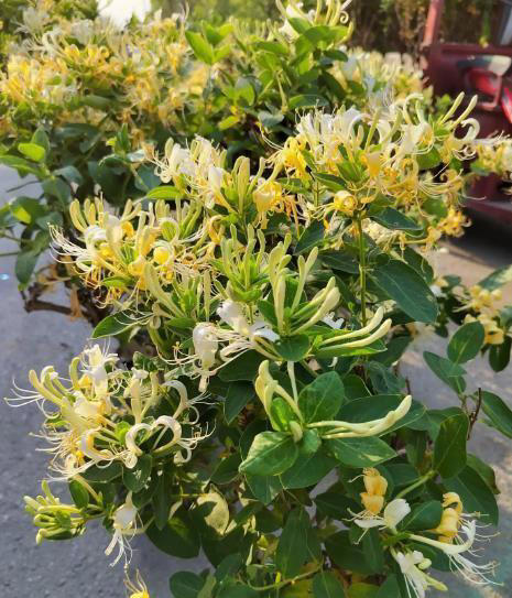 聪明人都喜欢的6种花，好养好看还健康，摆在家里空气好