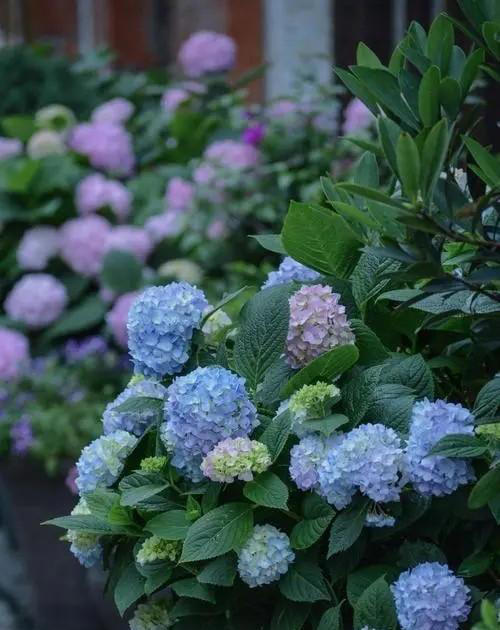 新手也能扦插的3种花，成活率高长势旺，一盆轻松变多盆