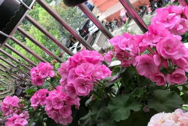 新手也能扦插的3种花，成活率高长势旺，一盆轻松变多盆