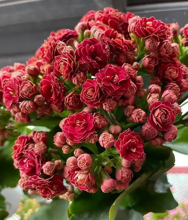 新手也能扦插的3种花，成活率高长势旺，一盆轻松变多盆