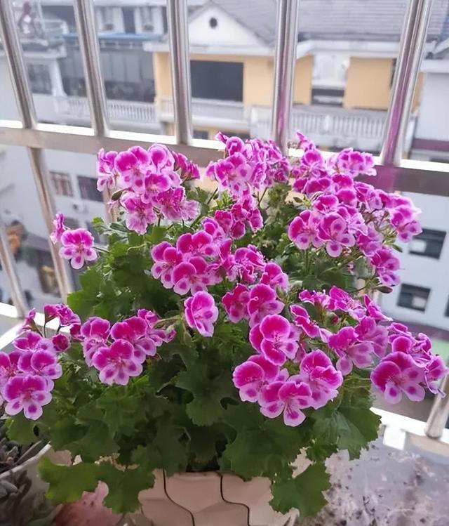 新手也能扦插的3种花，成活率高长势旺，一盆轻松变多盆