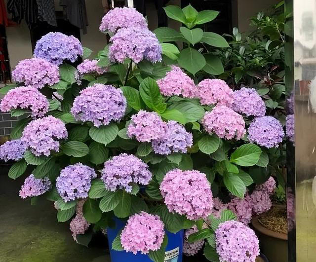 新手也能扦插的3种花，成活率高长势旺，一盆轻松变多盆