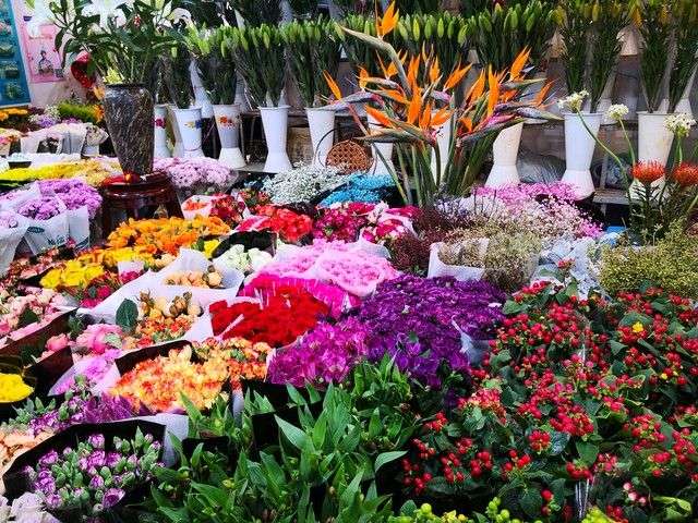 天竺葵,“喜干”还是“喜水”,很多人都搞错了,难怪总是长不好