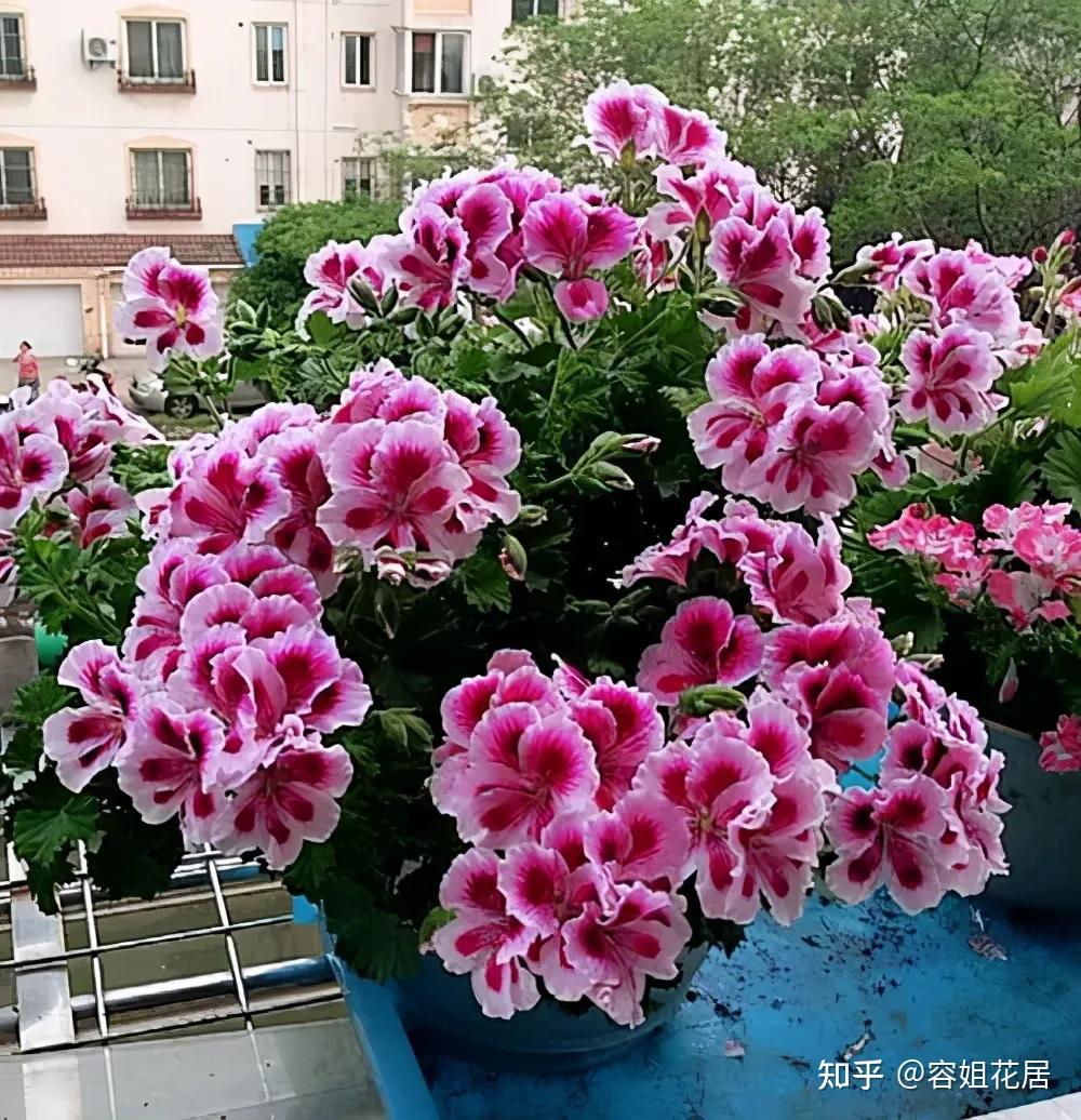 天竺葵，“喜干”还是“喜水”，很多人都搞错了，难怪总是长不好