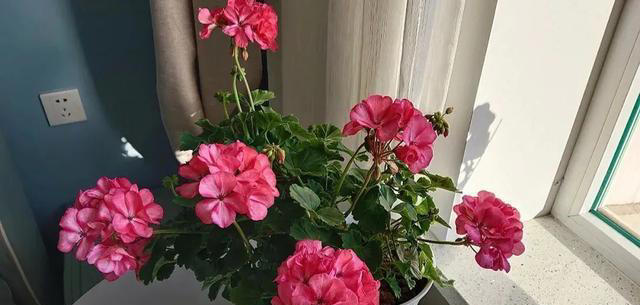 想要一盆美丽的天竺葵，只需要一根枝条就够了！