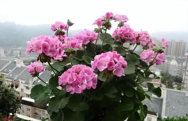 想要一盆美丽的天竺葵，只需要一根枝条就够了！