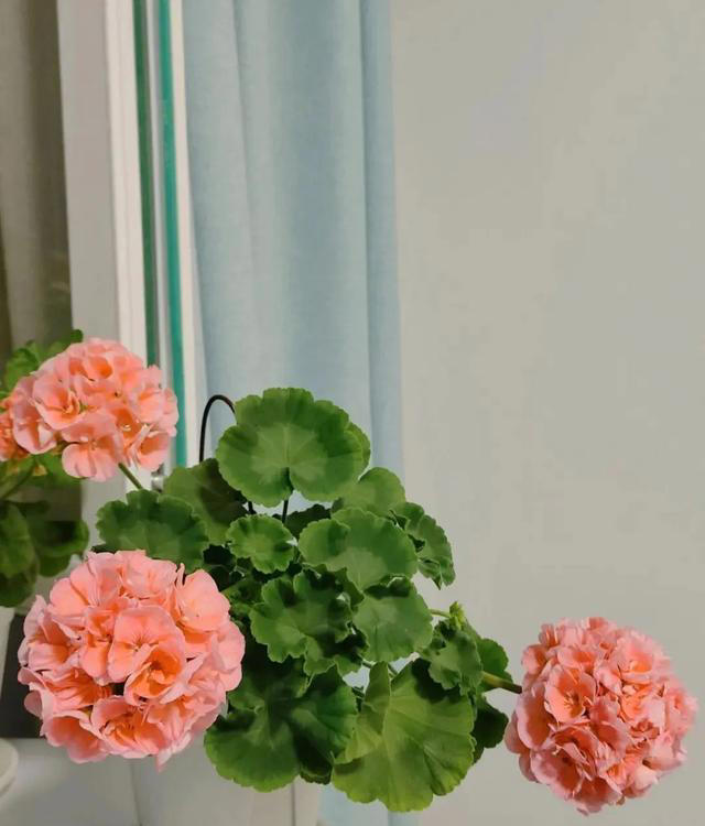 想要一盆美丽的天竺葵，只需要一根枝条就够了！