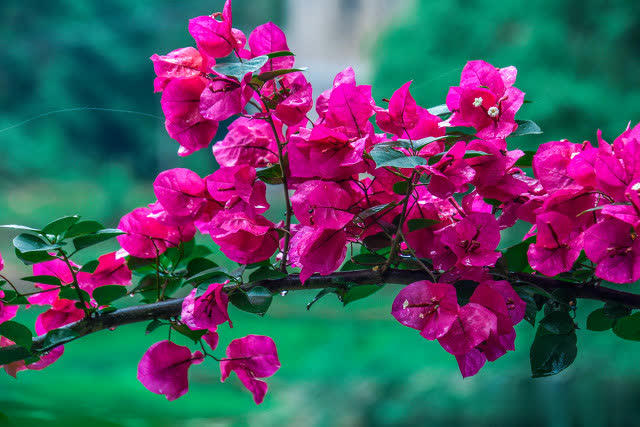 三角梅长花苞后做好3方面管理，轻松开成大花球