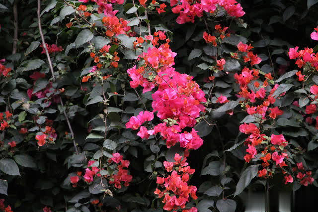 三角梅长花苞后做好3方面管理，轻松开成大花球