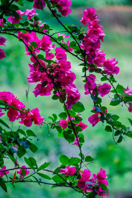 三角梅长花苞后做好3方面管理，轻松开成大花球