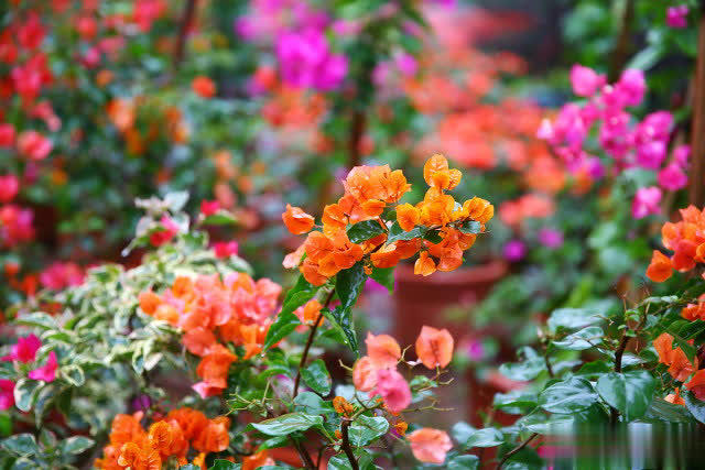 三角梅长花苞后做好3方面管理，轻松开成大花球